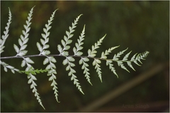 Pityrogramma calomelanos